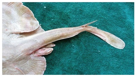 Raja