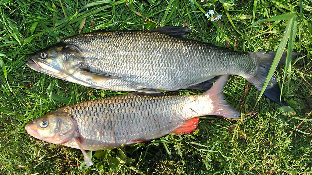 Nemuno kilpomis nuo Alytaus iki Prienų