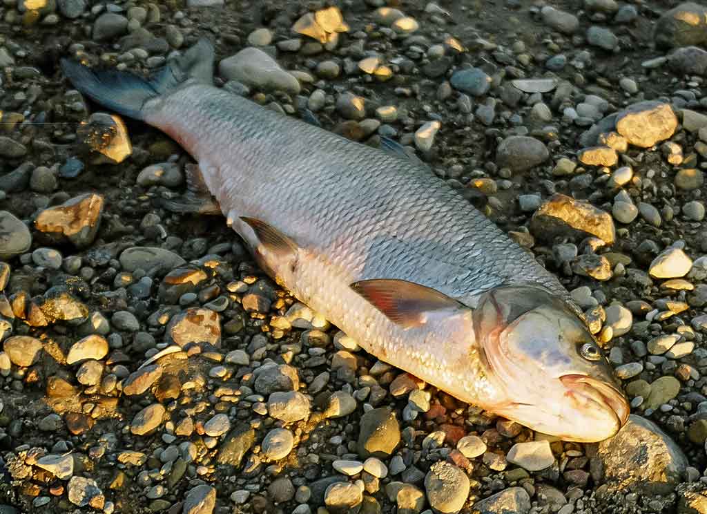 Ar salatis – konservatyvi žuvis? Pirma dalis