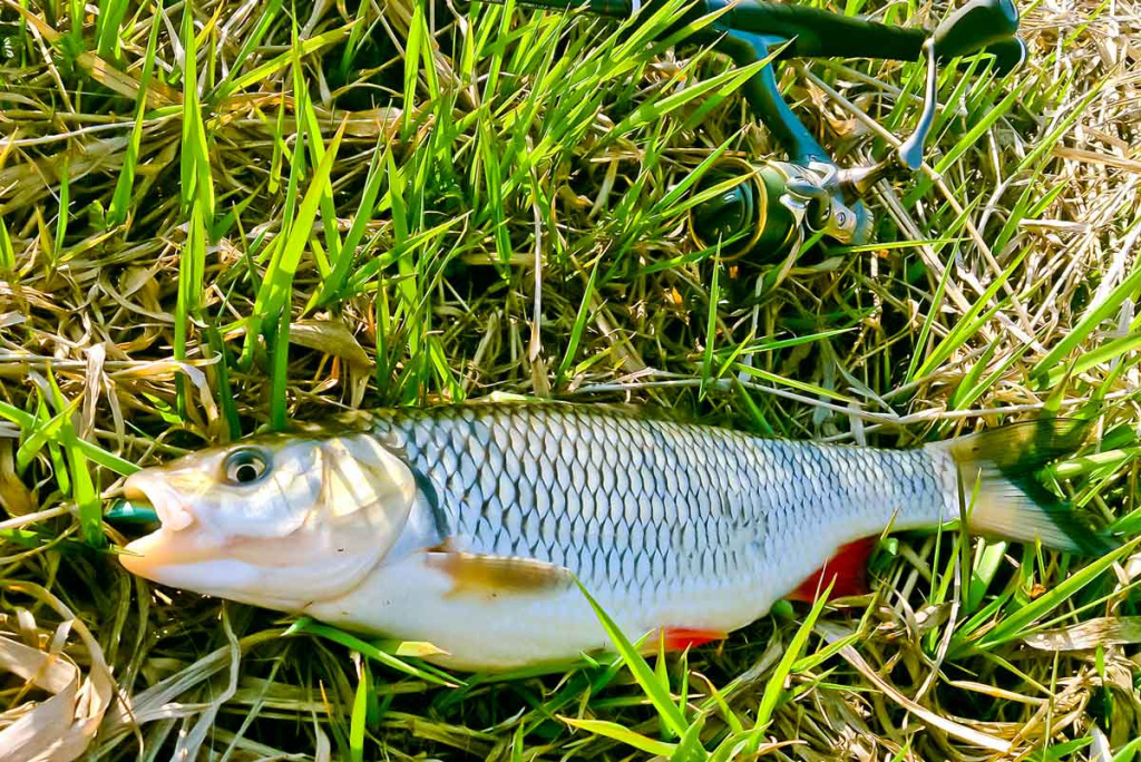 Šapalų žūklė, kai ateina gegužis. Antra dalis Šapalų žūklė, kai ateina gegužis. Antra dalis