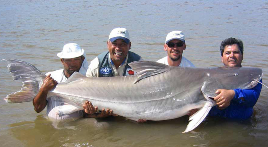 Piraiba Piraiba