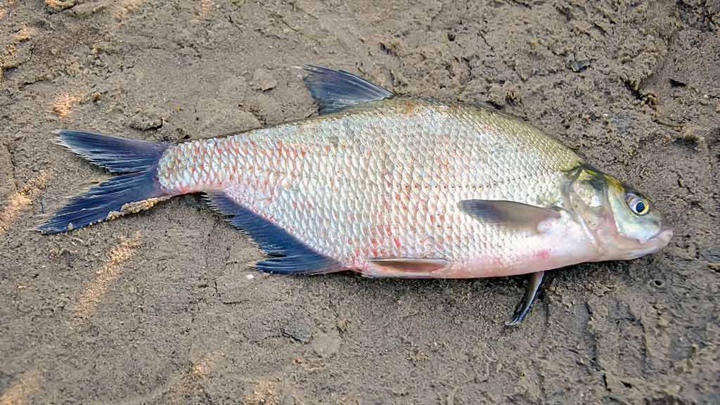 Nubudusio vandens vilionės. Pirma dalis