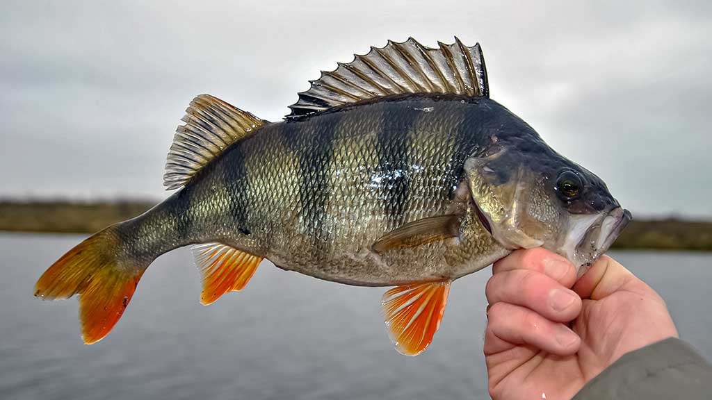 Ešerių žūklė guminukais. Ruduo