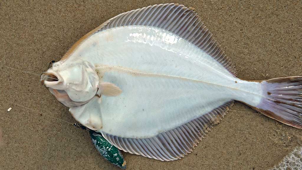 Plekšnė