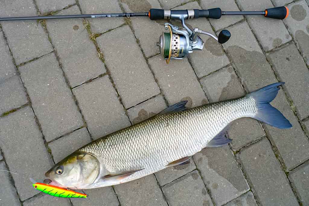 Salatis iš upės vidurio. Antra dalis
