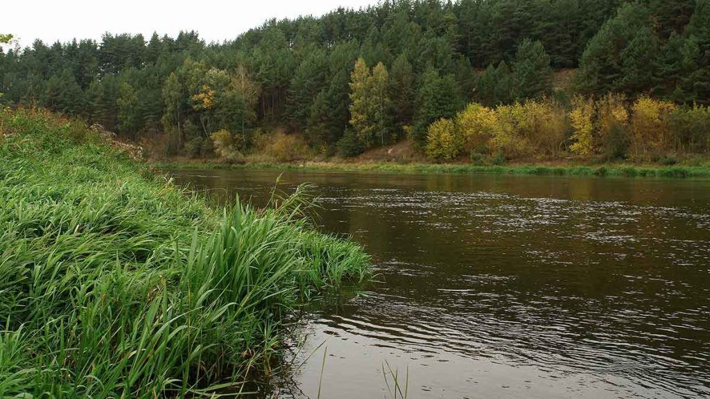 Šapalų spiningavimas įpusėjus rudeniui Šapalų spiningavimas įpusėjus rudeniui