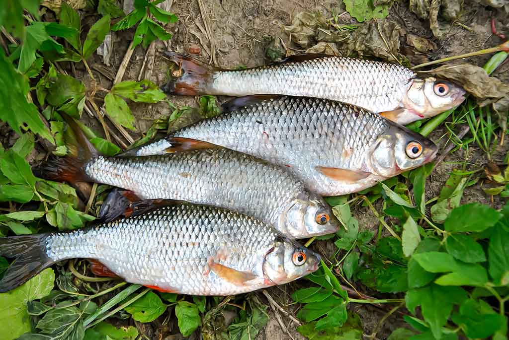 Didelė mažų svarelių reikšmė. Pirma dalis Didelė mažų svarelių reikšmė. Pirma dalis