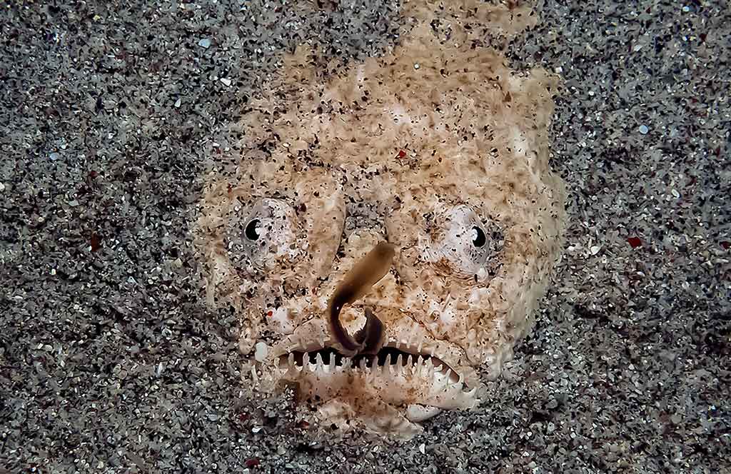 Žvaigždžių skaičiuotas (Uranoscopidae)