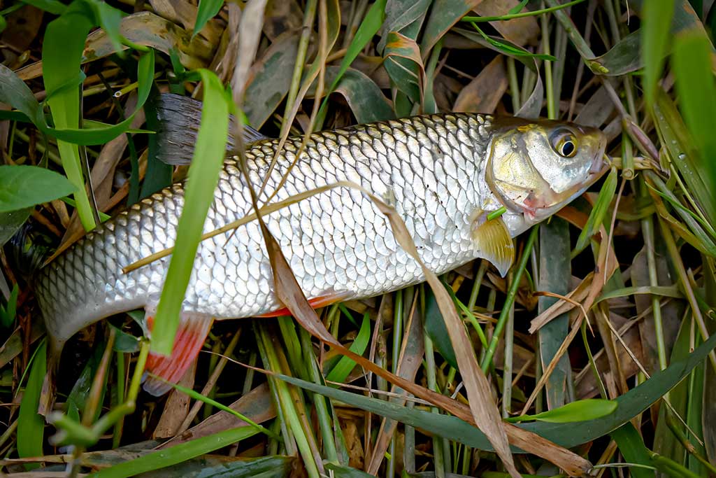 Dambologija. Antra dalis