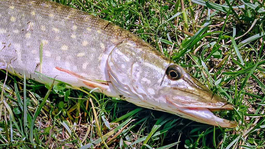 Apie nepilnametes, mikromasalus ir striptizą. Antra dalis Apie nepilnametes, mikromasalus ir striptizą. Antra dalis