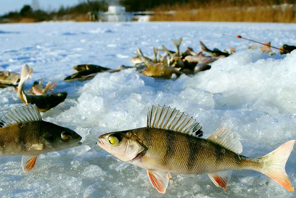 Kaip pagauti ešerį? Kaip pagauti ešerį?