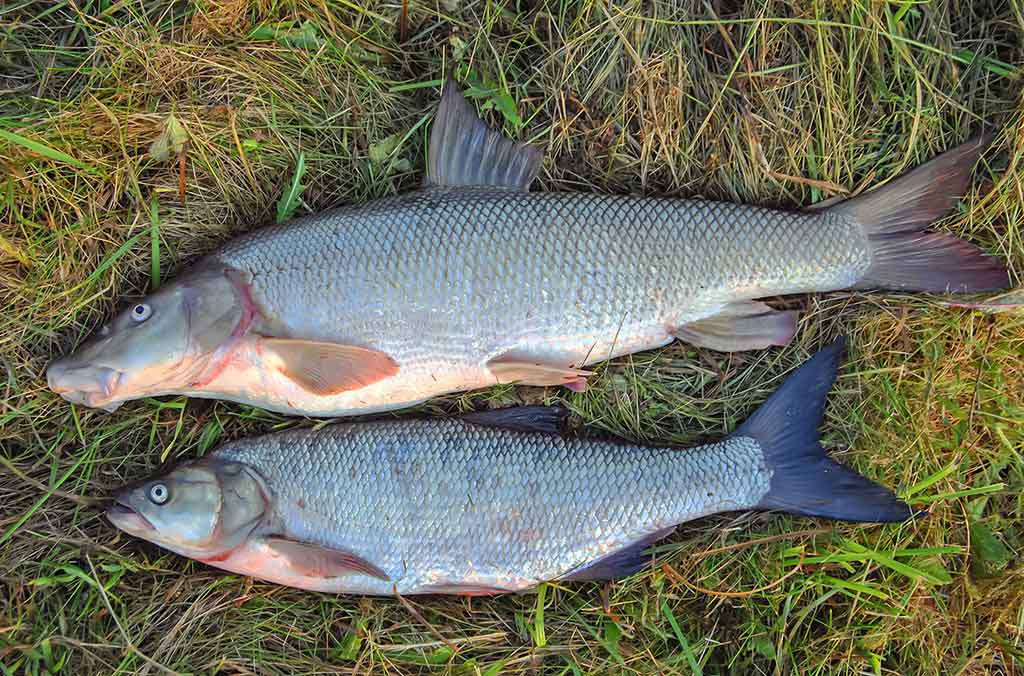 Nemuno kilpomis nuo Alytaus iki Prienų