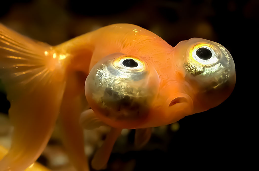 Auksinė žuvelė (Carassius auratus)