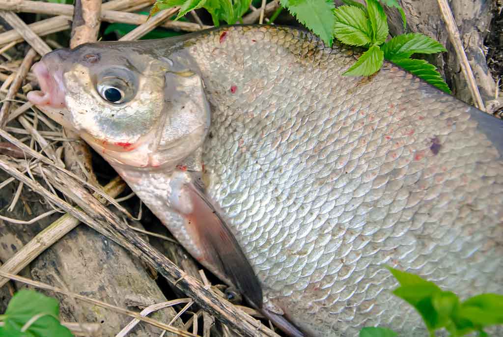 Nubudusio vandens vilionės. Pirma dalis