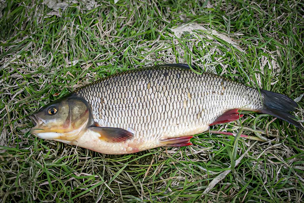 Dambologija. Antra dalis