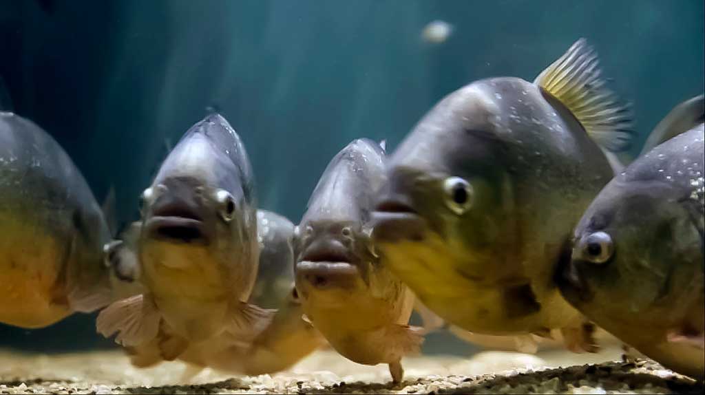 Juodosios piranijos (Serrasalmus rhombeus) Juodosios piranijos (Serrasalmus rhombeus)
