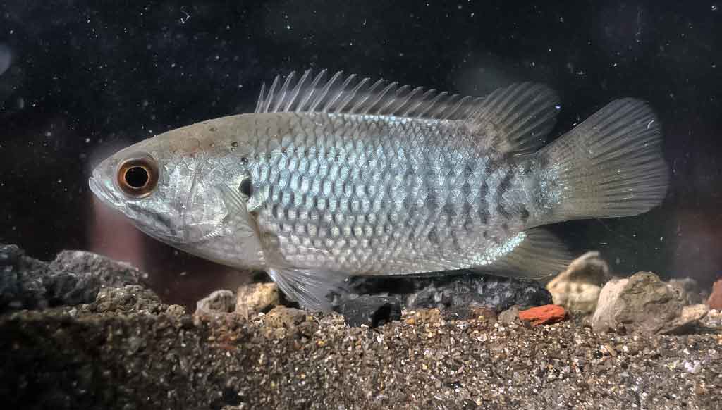 Vijoklinis ešerys (Anabas testudineus)