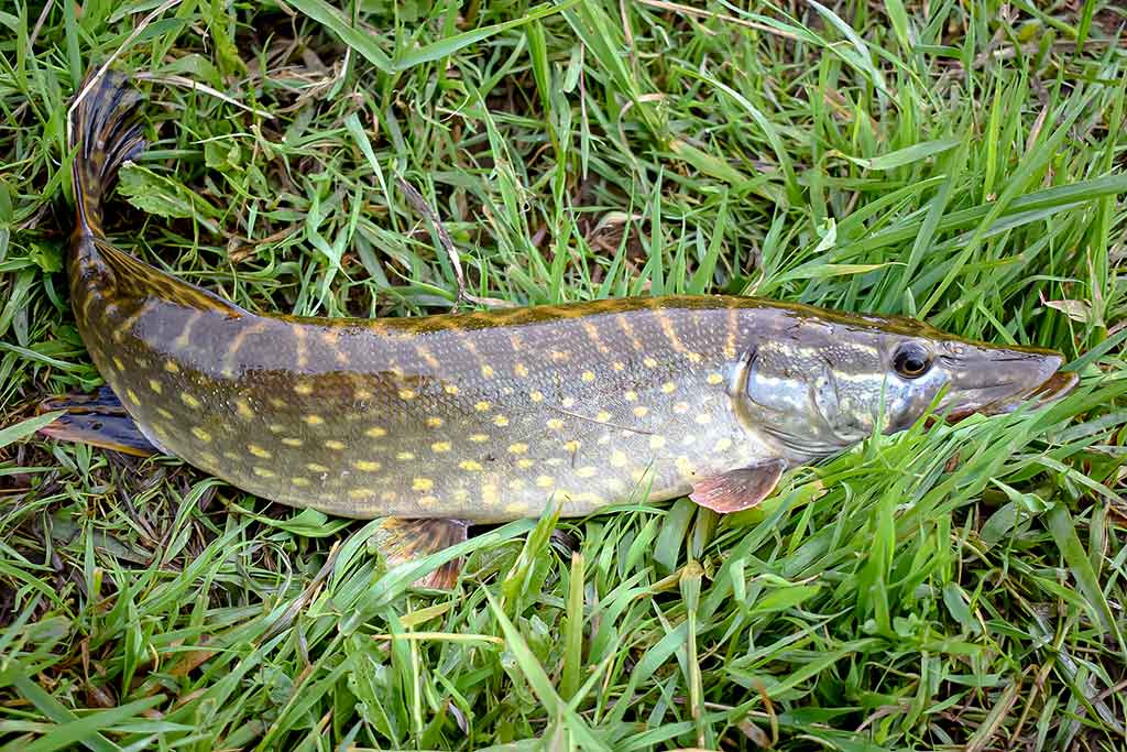 Apie nepilnametes, mikromasalus ir striptizą. Antra dalis Apie nepilnametes, mikromasalus ir striptizą. Antra dalis