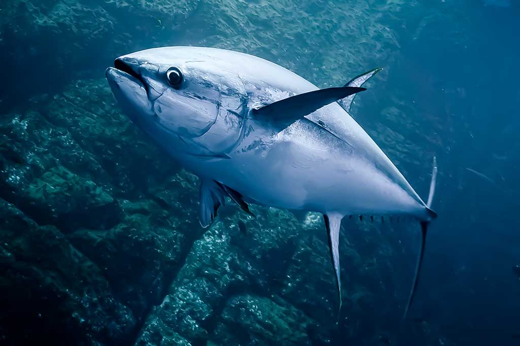 Tunas (Thunnus)