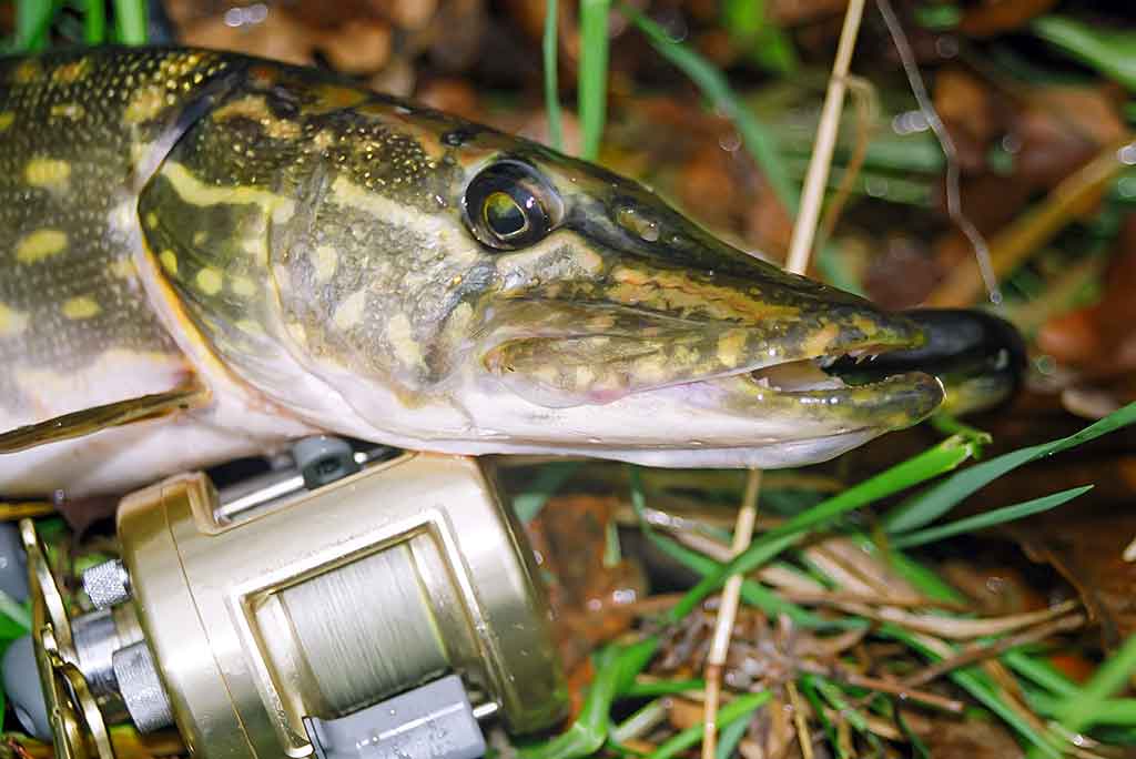 Jerk bait – stambių plėšrūnų masalas