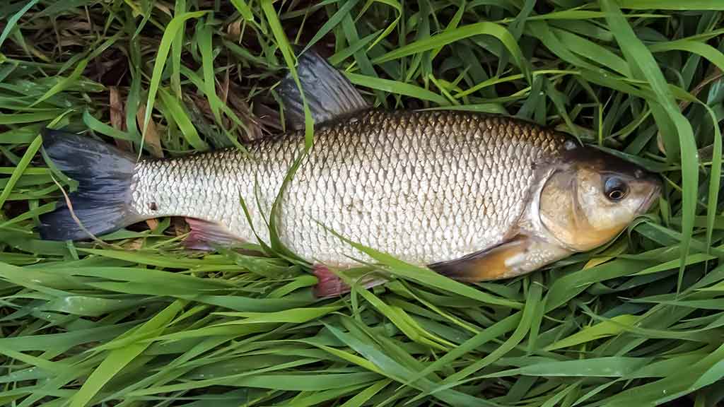 Sukis, lapeli, sukis... Apie lydekas, šapalus ir meknes Sukis, lapeli, sukis... Apie lydekas, šapalus ir meknes