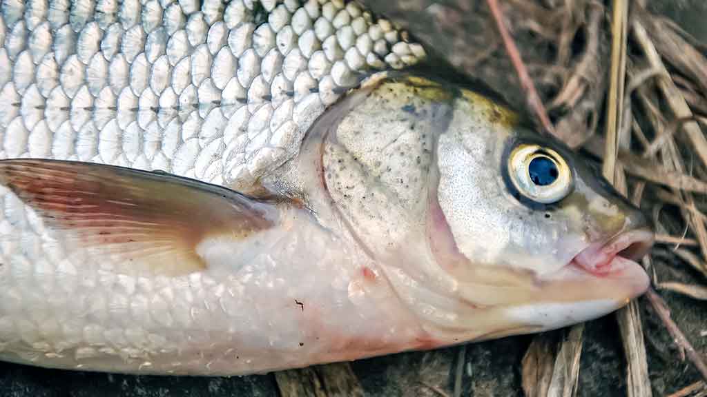 Nemunas, plūdinė ir senos dambos. Kitaip nei vasarą Nemunas, plūdinė ir senos dambos. Kitaip nei vasarą