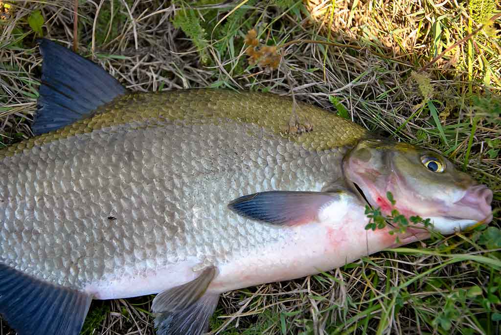 Didelių upių karšiai. Antra dalis Didelių upių karšiai. Antra dalis