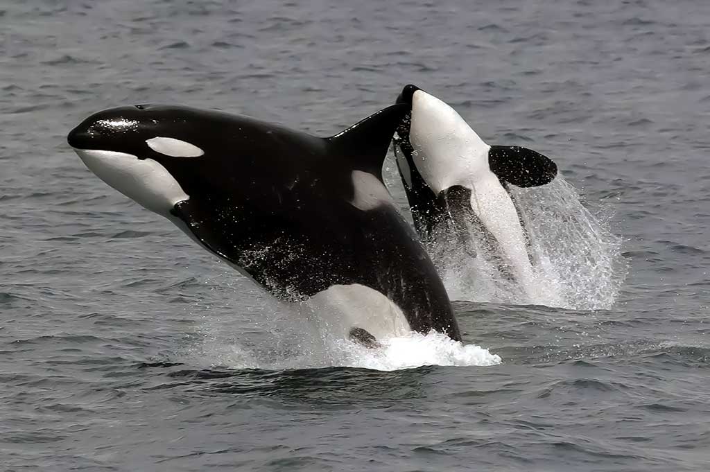 Orka arba daugiapelekis delfinas (Orcinus orca)