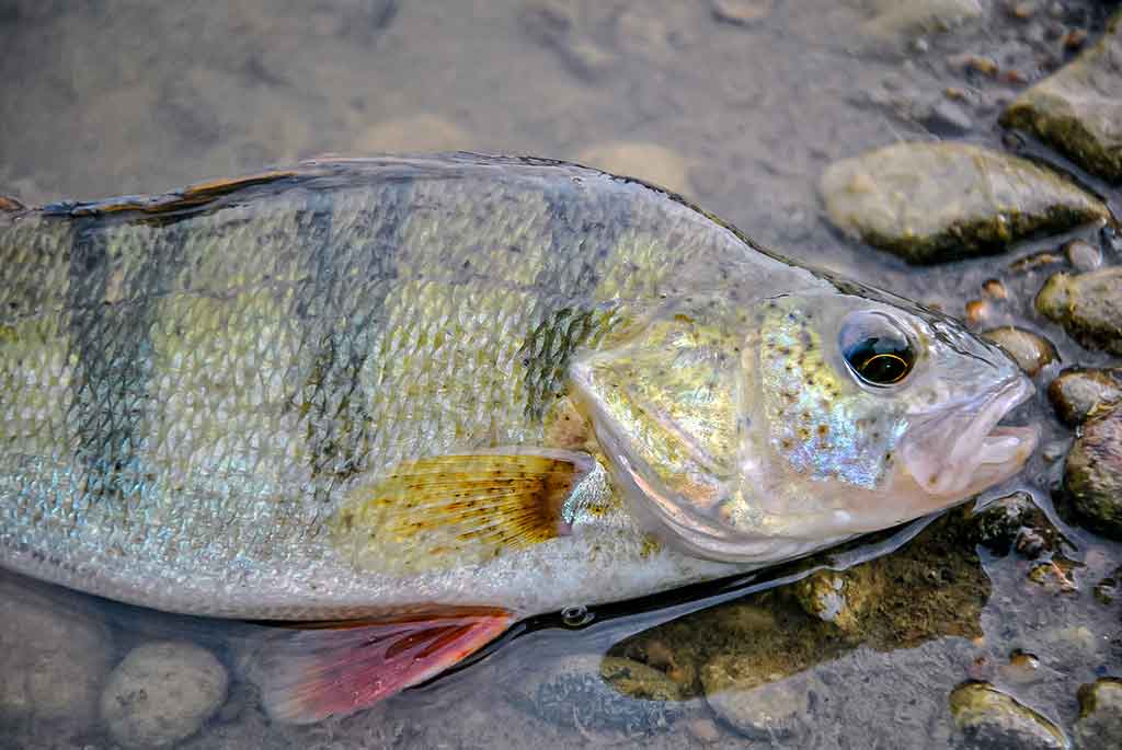 Apie nepilnametes, mikromasalus ir striptizą. Antra dalis Apie nepilnametes, mikromasalus ir striptizą. Antra dalis