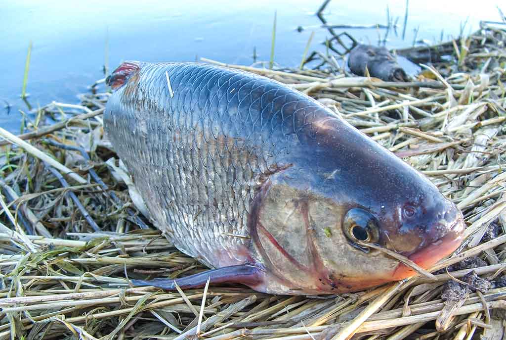 Reabilituokime plūdinę upėse. Pirma dalis