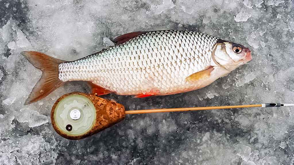 Kuoja Kuoja