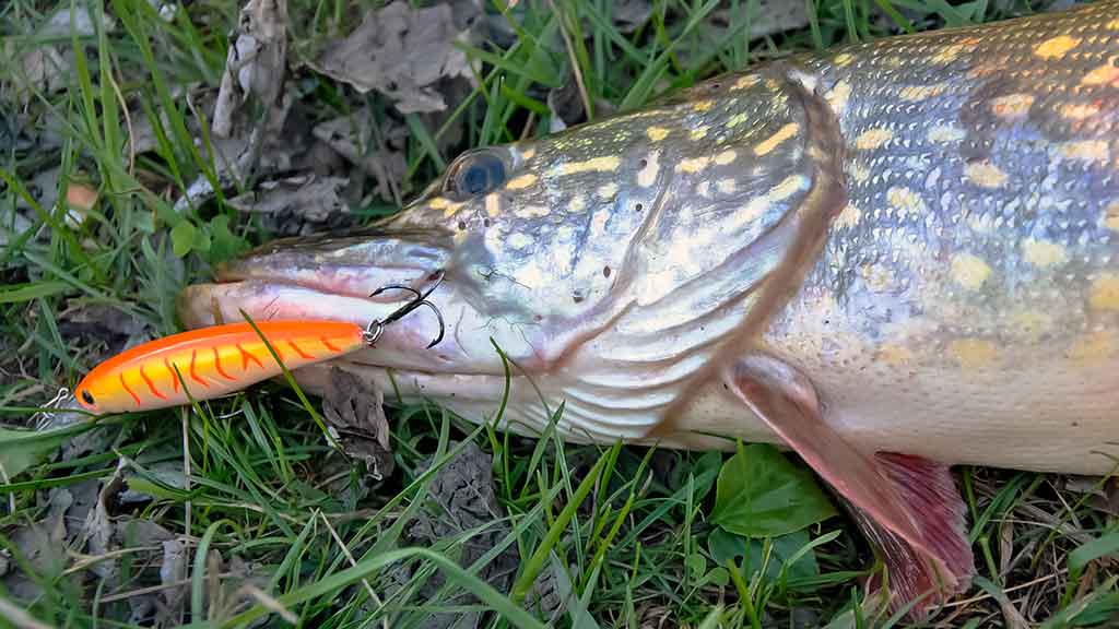 Vobleriai, su kuriais sudėtinga spiningauti Vobleriai, su kuriais sudėtinga spiningauti
