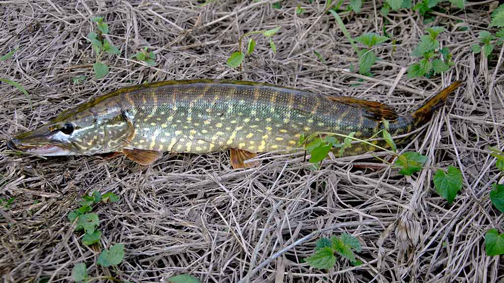 Išsamiai apie membranines bridkelnes. Trečia dalis Išsamiai apie membranines bridkelnes. Trečia dalis
