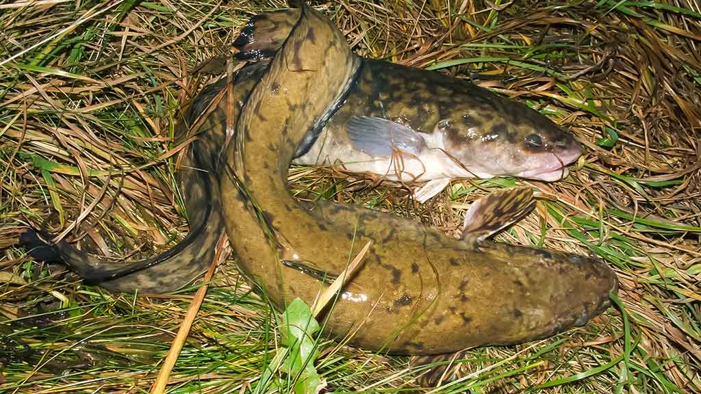 Išsamiai apie Aukštaitijos Šventąją Išsamiai apie Aukštaitijos Šventąją