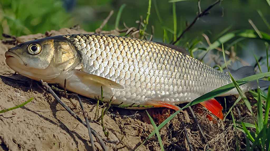 Šapalas