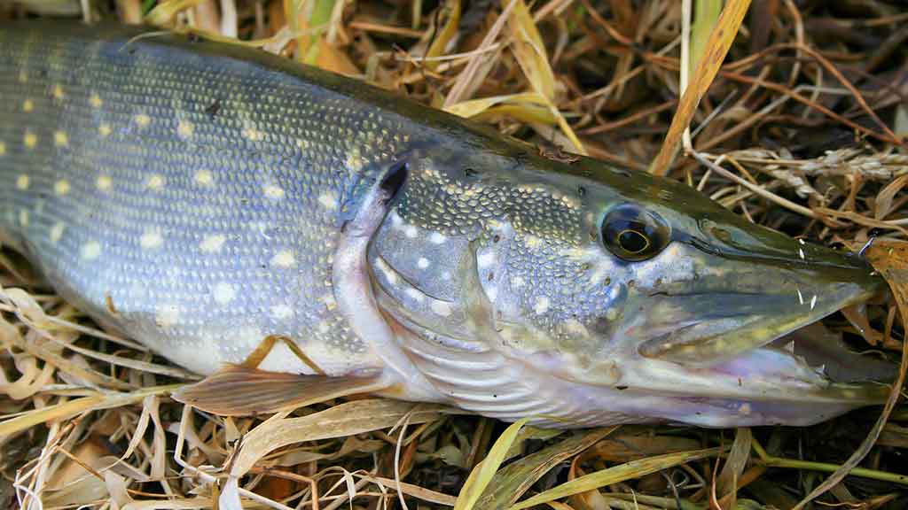 Lapkritį prie šiltojo kanalo Lapkritį prie šiltojo kanalo