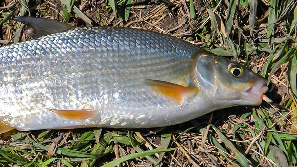 Dar šis bei tas apie kabliukus. Pirma dalis Dar šis bei tas apie kabliukus. Pirma dalis
