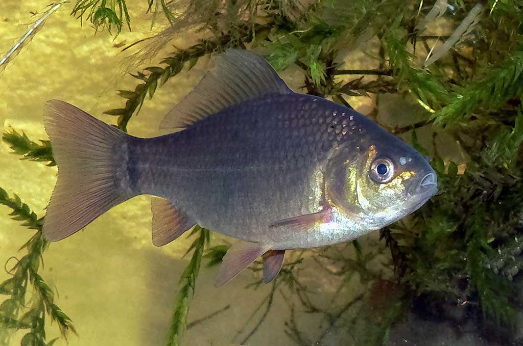 Paprastais arba auksinis karosas (Carassius carassius) Paprastais arba auksinis karosas (Carassius carassius)