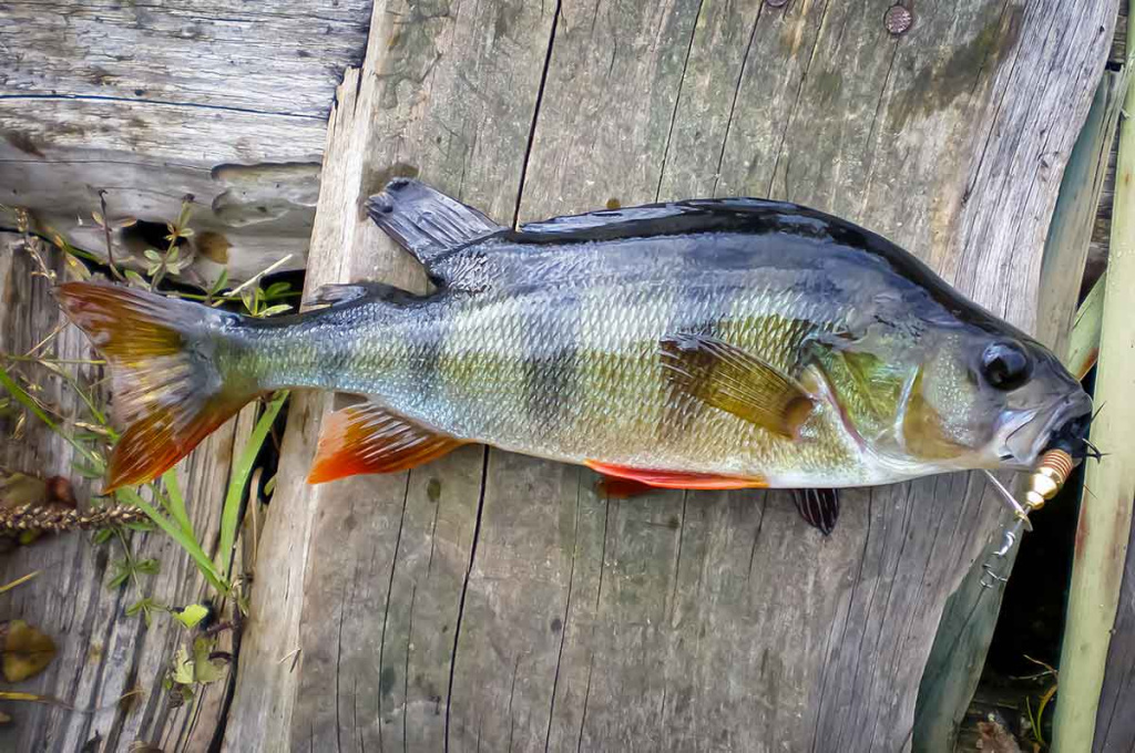 Nepailstanti žuvų viliotoja. 2 dalis Nepailstanti žuvų viliotoja. 2 dalis
