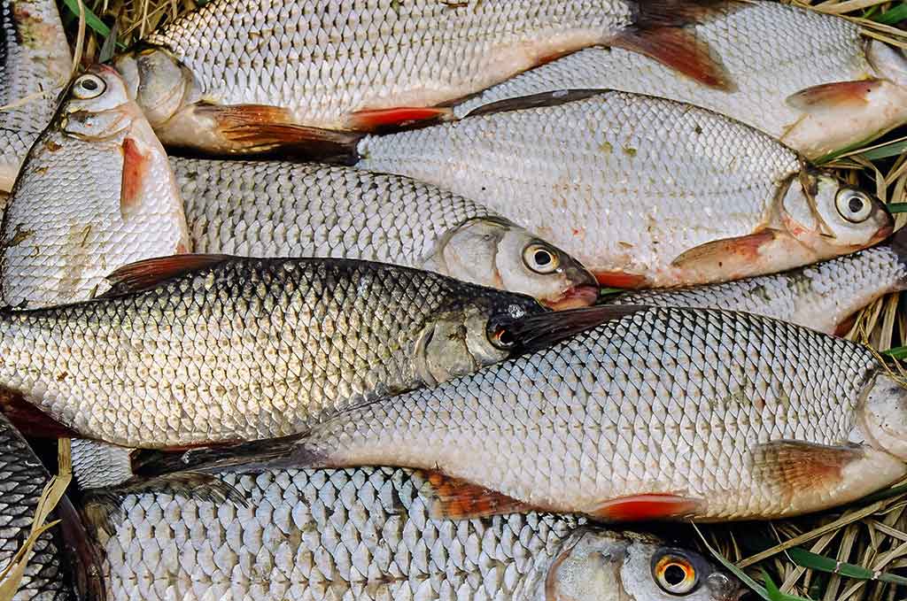 Nubudusio vandens vilionės. Pirma dalis