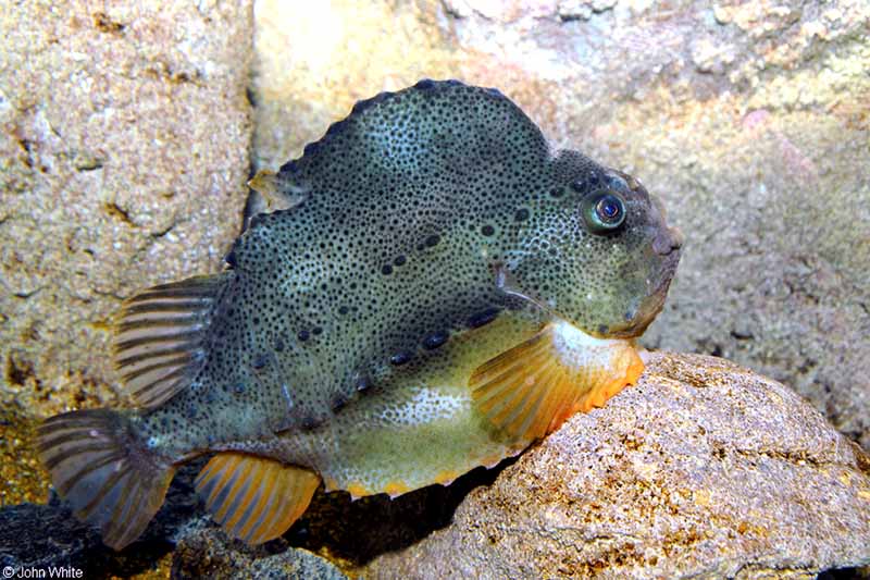 ciegorius (Cyclopterus lumpus)