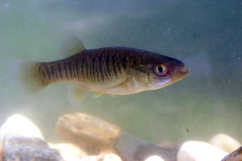 Fundusas (Fundulus heteroclitus)