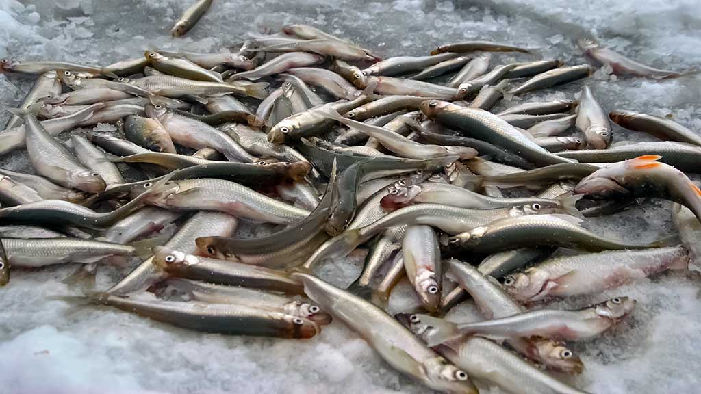 Kuršmarėse kimba ne vien stintos. Antra dalis