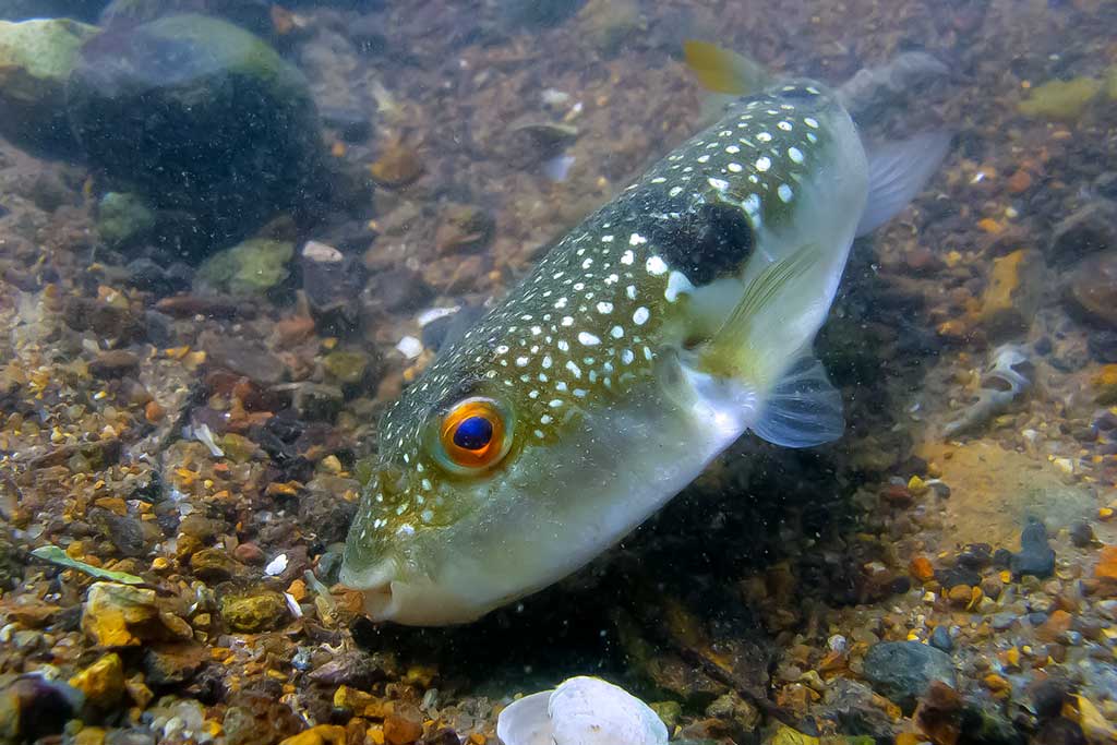 Fugu Fugu