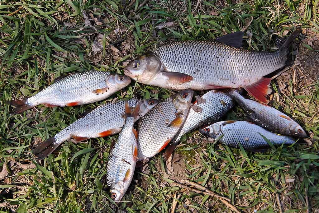 Plačiau apie viršūnėles ir šiek tiek apie dugnines. Antra dalis