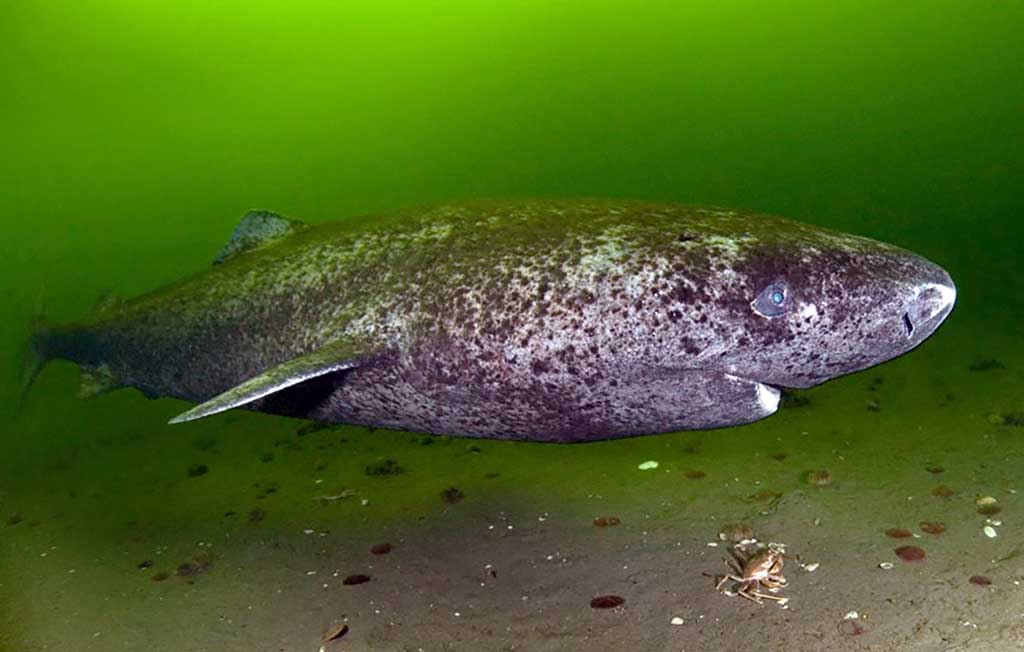 Arktinis arba Grenlandijos ryklys (Somniosus microcephalus) Arktinis arba Grenlandijos ryklys (Somniosus microcephalus)