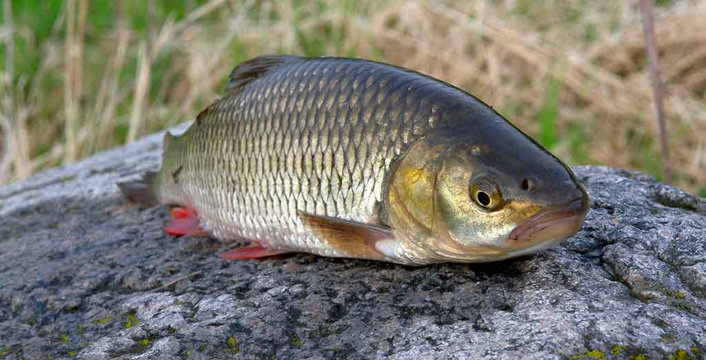 Šapalas Šapalas