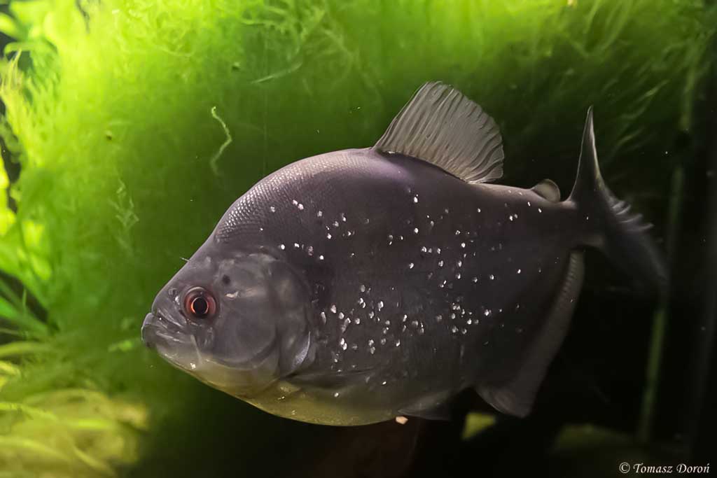 Juodosios piranijos (Serrasalmus rhombeus)