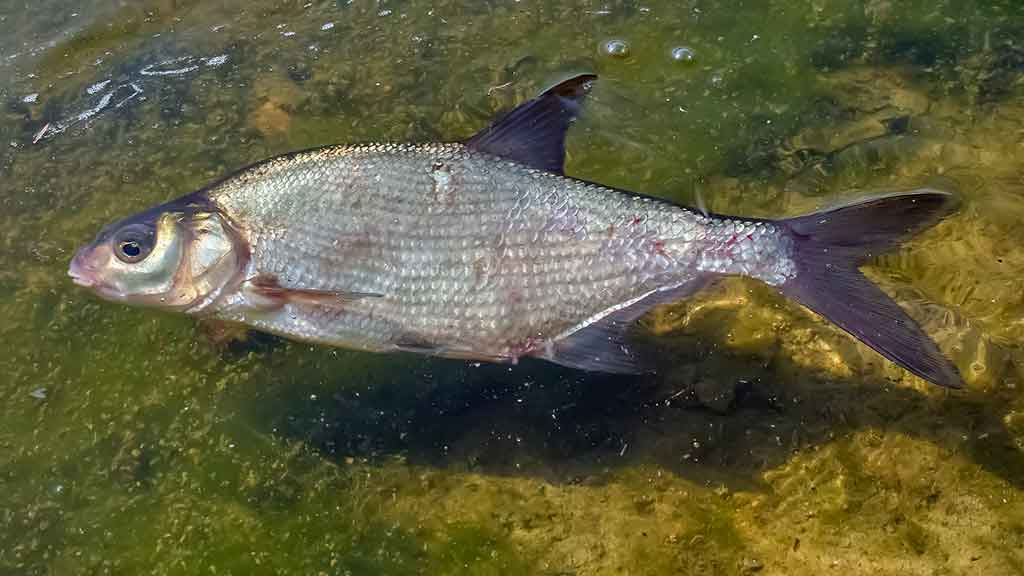Šiek tiek kitaip apie karšių jaukinimą