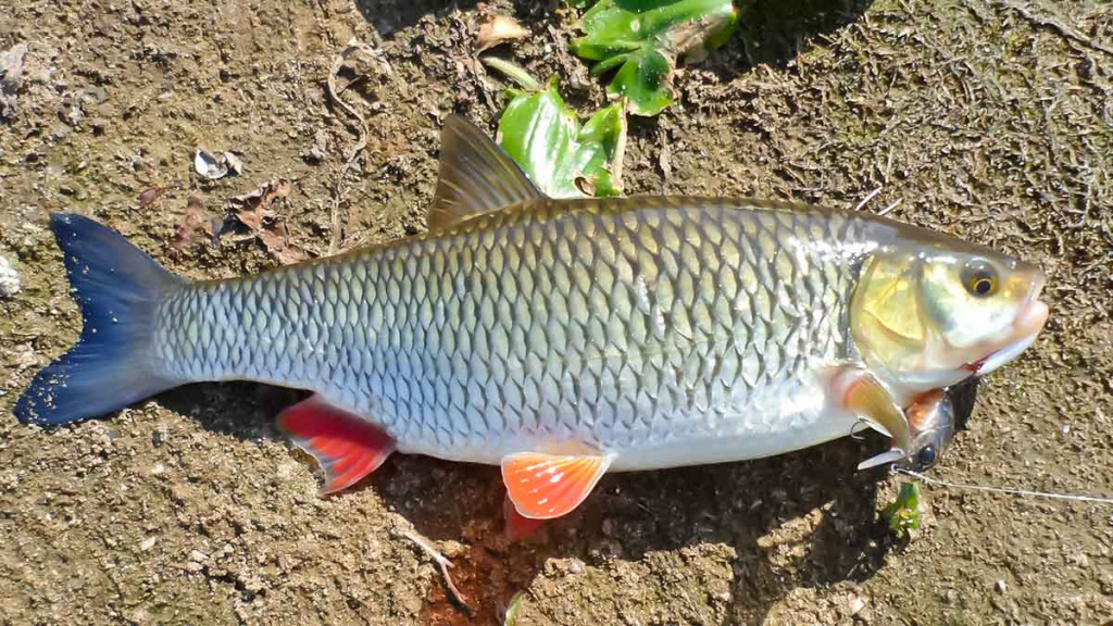 Šapalų žūklė, kai ateina gegužis. Antra dalis Šapalų žūklė, kai ateina gegužis. Antra dalis